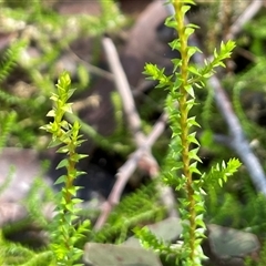 Selaginella uliginosa (Swamp Selaginella) at Narrawallee, NSW - Yesterday by Clarel