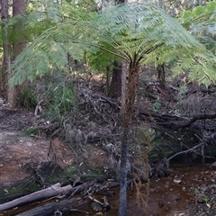 Cyathea cooperi (Straw Treefern) at Ulladulla, NSW - 23 Jul 2025 by Clarel