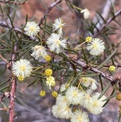 Acacia genistifolia (Early Wattle) at Acton, ACT - Yesterday by Clarel