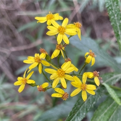 Senecio linearifolius var. arachnoideus (Cobweb Fireweed Groundsel) at Porters Creek, NSW - 22 Jul 2025 by Clarel