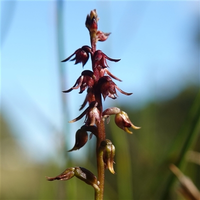 Corunastylis laminata (Red Midge Orchid) at Falls Creek, NSW - 7 Apr 2025 by RobG1