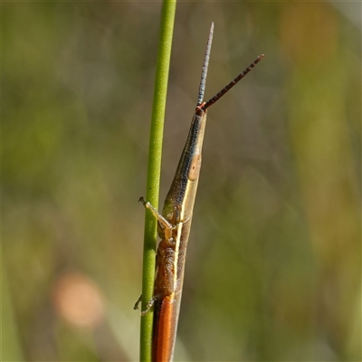 Psednura sp. (genus) at Jerrawangala, NSW - 7 Apr 2025 by RobG1