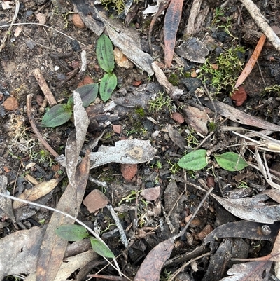 Chiloglottis sp. (A Bird/Wasp Orchid) at Acton, ACT - Yesterday by Clarel