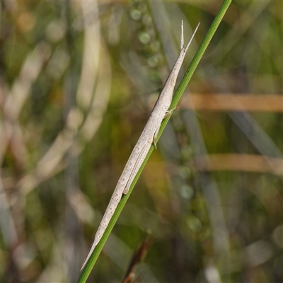 Psednura sp. (genus) at Jerrawangala, NSW - 7 Apr 2025 by RobG1