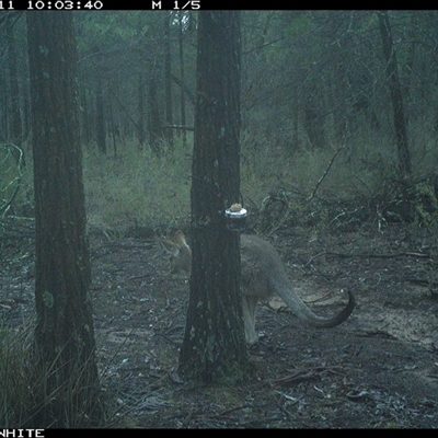 Macropus giganteus (Eastern Grey Kangaroo) at Crowther, NSW - 11 Jun 2025 by Frecko