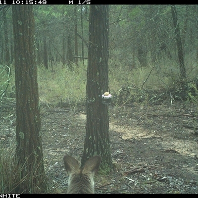 Macropus giganteus (Eastern Grey Kangaroo) at Crowther, NSW - 11 Jun 2025 by Frecko