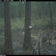 Macropus giganteus (Eastern Grey Kangaroo) at Crowther, NSW - 11 Jun 2025 by Frecko