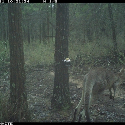 Macropus giganteus (Eastern Grey Kangaroo) at Crowther, NSW - 11 Jun 2025 by Frecko