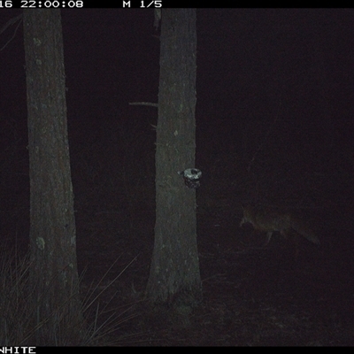 Vulpes vulpes (Red Fox) at Crowther, NSW - 16 Jun 2025 by Frecko