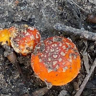 Unverified Fungus by pls047