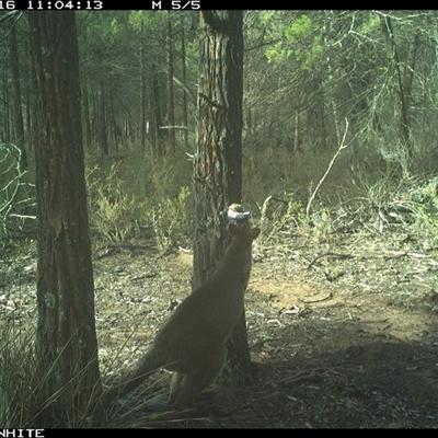 Wallabia bicolor (Swamp Wallaby) at Crowther, NSW - 16 Jun 2025 by Frecko