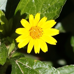 Unverified Daisy at Noosa Heads, QLD - 5 Jul 2025 by ConBoekel