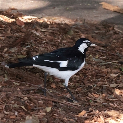 Grallina cyanoleuca at Noosa Heads, QLD - 5 Jul 2025 by ConBoekel