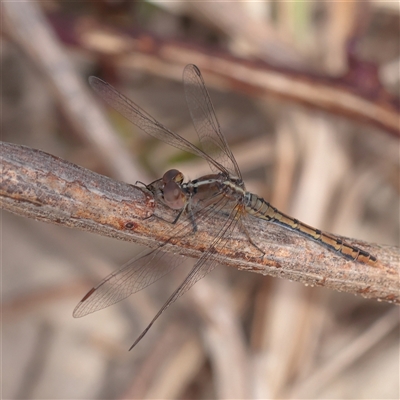 Unverified Dragonfly (Anisoptera) at Noosa Heads, QLD - 5 Jul 2025 by ConBoekel