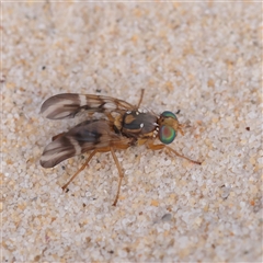 Unverified True fly (Diptera) at Noosa Heads, QLD - 5 Jul 2025 by ConBoekel