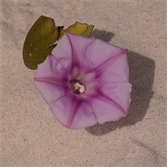Unverified Climber or Mistletoe at Noosa Heads, QLD - 5 Jul 2025 by ConBoekel