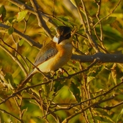 Todiramphus sanctus (Sacred Kingfisher) at Bushland Beach, QLD - 1 Jun 2025 by TerryS