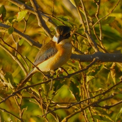 Todiramphus sanctus (Sacred Kingfisher) at Bushland Beach, QLD - 1 Jun 2025 by TerryS
