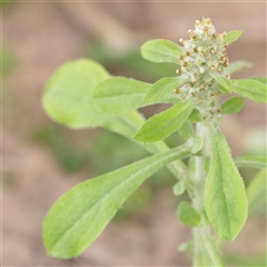 Unverified Other Wildflower or Herb at Noosa Heads, QLD - 5 Jul 2025 by ConBoekel
