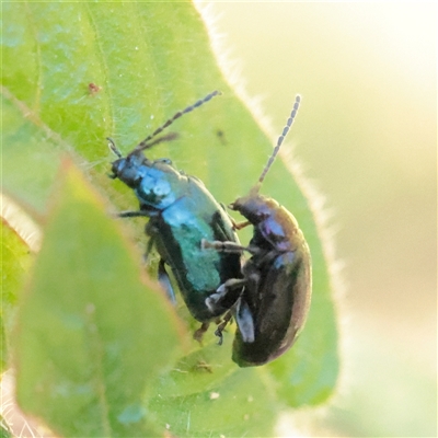 Alticini (tribe) (Unidentified flea beetle) at Coolum Beach, QLD - 12 Jul 2025 by ConBoekel