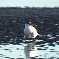 Thalasseus bergii at Bushland Beach, QLD - 1 Jun 2025 by TerryS