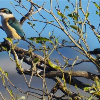 Todiramphus sanctus (Sacred Kingfisher) at Beach Holm, QLD - 1 Jun 2025 by TerryS