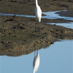 Ardea alba at Beach Holm, QLD - 1 Jun 2025 by TerryS