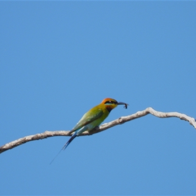 Merops ornatus (Rainbow Bee-eater) at Beach Holm, QLD - 1 Jun 2025 by TerryS