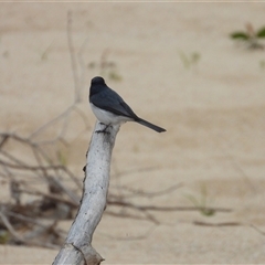 Rhipidura leucophrys at Crystal Creek, QLD - 27 Jun 2025 by TerryS