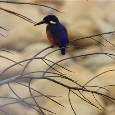Ceyx azureus (Azure Kingfisher) at Mutarnee, QLD - 27 Jun 2025 by TerryS