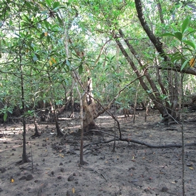Xylocarpus granatum (cannon-ball mangrove) at Cooya Beach, QLD - 26 Jan 2023 by JasonPStewartNMsnc2016