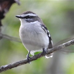 Poecilodryas superciliosa (White-browed Robin) at Mutarnee, QLD - 28 Jun 2025 by TerryS