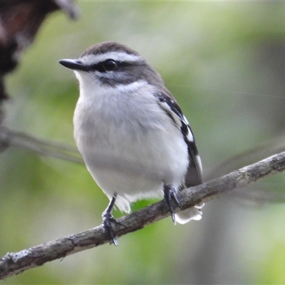 Poecilodryas superciliosa (White-browed Robin) at Mutarnee, QLD - 28 Jun 2025 by TerryS