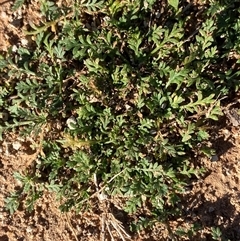 Cotula australis (Common Cotula, Carrot Weed) at Ivanhoe, NSW - 15 Jun 2025 by Tapirlord