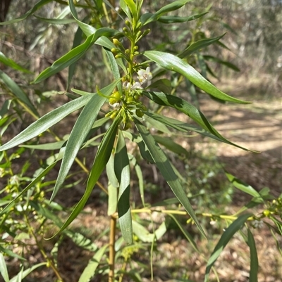 Myoporum montanum (Western Boobialla, Water Bush) at Hillston, NSW - 15 Jun 2025 by Tapirlord