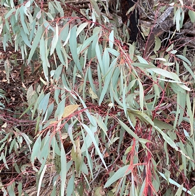 Eucalyptus sideroxylon subsp. sideroxylon (Mugga Ironbark or Red Ironbark) at Myall Park, NSW - 15 Jun 2025 by Tapirlord