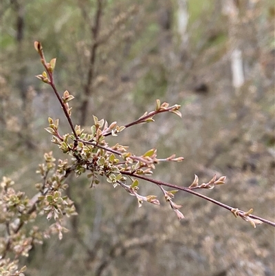 Gaudium divaricatum at Myall Park, NSW - 15 Jun 2025 by Tapirlord