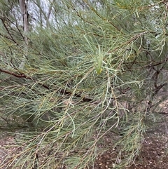 Hakea tephrosperma (Hooked Needlewood) at Myall Park, NSW - 15 Jun 2025 by Tapirlord