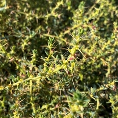Sclerolaena muricata (Black Rolypoly) at Leeton, NSW - 14 Jun 2025 by Tapirlord