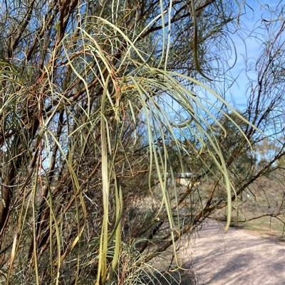 Acacia stenophylla (River Cooba) at Leeton, NSW - 14 Jun 2025 by Tapirlord