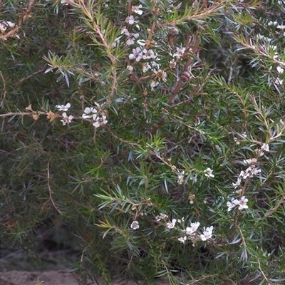 Leptospermum continentale at Wentworth Falls, NSW - 18 Jul 2025 by DavidDedenczuk