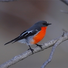 Petroica phoenicea (Flame Robin) at Yarralumla, ACT - 23 Jul 2025 by TimL