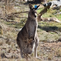 Macropus giganteus (Eastern Grey Kangaroo) at Hughes, ACT - 20 Jul 2025 by LisaH