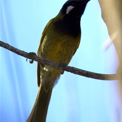 Nesoptilotis leucotis (White-eared Honeyeater) at Strathnairn, ACT - 18 Jul 2025 by jb2602