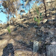 Unverified at suppressed - suppressed