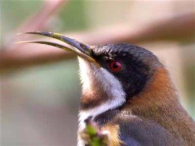 Acanthorhynchus tenuirostris (Eastern Spinebill) at Ainslie, ACT - 19 Jul 2025 by jb2602