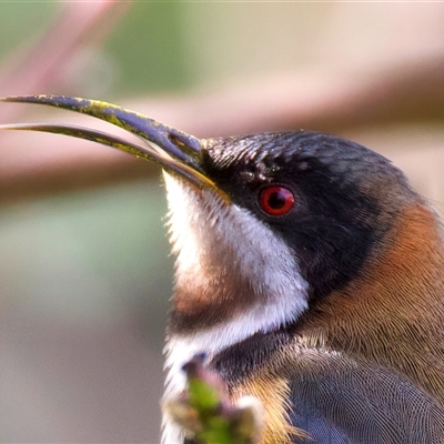 Acanthorhynchus tenuirostris (Eastern Spinebill) at Ainslie, ACT - 19 Jul 2025 by jb2602