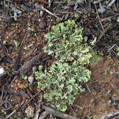 Heterodea sp. at Hawker, ACT - 17 Jul 2025 by CattleDog