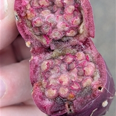 Opuntia (genus) at Page, ACT - 6 Jul 2025 11:53 AM