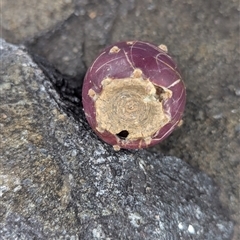 Opuntia (genus) at Page, ACT - 6 Jul 2025 11:53 AM